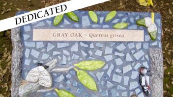Gray Oak