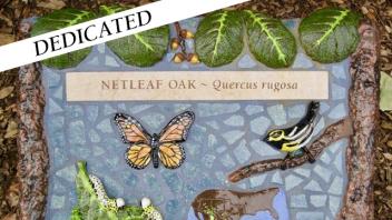 Netleaf Oak 