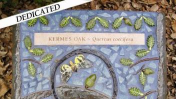Kermes Oak plaque