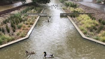 Ducks swimming in the enhanced portion of the Arboretum