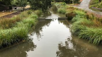 Plants grow next to the Arboretum Waterway