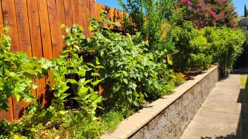 Lush green plants in Mary Kay Williams' garden.