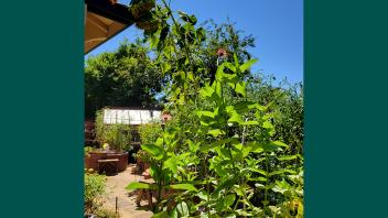 Tall green stalks of bright leaves and delicate pink flowers, with two stalks of sunflowers behind them in Mary Kay Williams' garden.