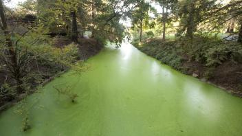Arboretum waterway with green, algae-covered stagnant water.