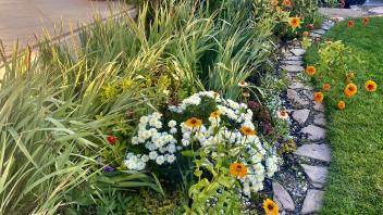 Variety of plants, including white and orange flowers