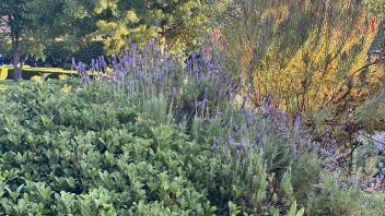 Variety of lively plants, including purple flowers