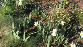 Grasses and flowers