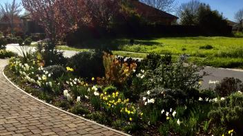 Blooming flowers along a paved path