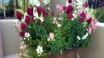 Overflowing potted plants with white and pink blooms