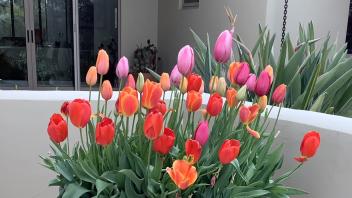 Potted plant with red, orange and pink tulips