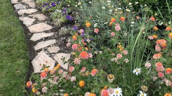 Colorful blooming flowers