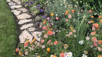 Colorful blooming flowers