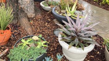 Potted plants and container plantings line a brown brick path leading to the front door of a house