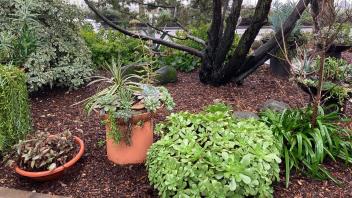 A section of a garden features mulch, shrubs, rocks, trees and potted plants