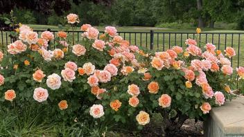 Blooming roses in a gradients of pinks