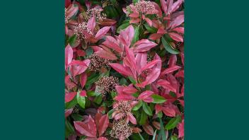 Photinia with red and green leaves and bursts of small white flowers in clusters.