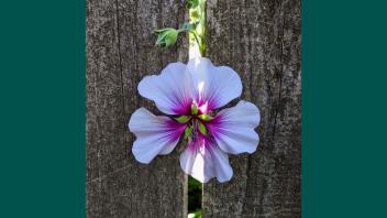 Malva flower with light pink petals that have a bright purple center blooms in the opening of a wooden fence.