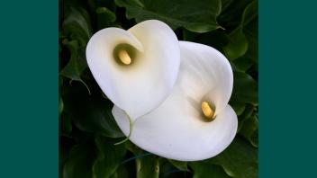 Two overlapping Calla lilies, lit softly and in stark white bloom against deep green leaves.
