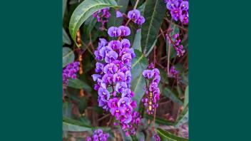 Bright purple clusters of Hardenbergia flowers.