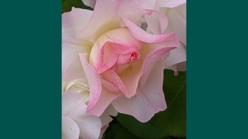 Lady of the Dawn rose with blush pink petals that wave and curl.