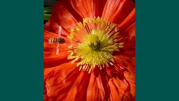 Bright red poppy with yellow center being visited by a bee.
