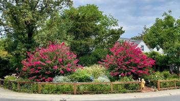 View of a garden in front of a home with two large bright pink-red blooms of crepe myrtles surrounded by lush green plantings.