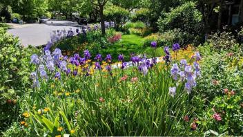 Light purple and deep purple blooms of bearded irises standing tall against smaller flowers in a garden.