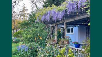 Light purple Wisteria in bloom hanging in clusters from the roof of a wooden deck.