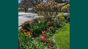 Bright red tulips in bloom arranged at the edge of a garden.