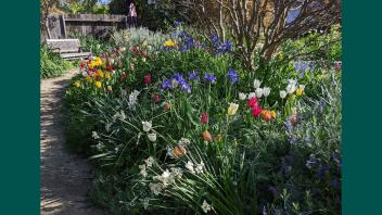 Bursts of colorful tulips and irises blooming in a garden.