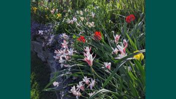 Lady Jane tulips in bloom with alternating pink and white petals surrounded by tall leaves.
