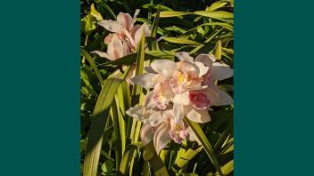 Blush pink Cymbidium orchids with deep pink freckles and yellow centers.