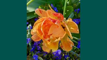 Akebono tulip with bright orange striped petals, surrounded by small deep blue-purple Veronica flowers.