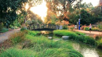 Renovated Arboretum waterway shows clear, moving water under a footbridge. A jogger runs beside it while the sunlight shines through the trees.