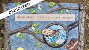 Brandegee Oak plaque