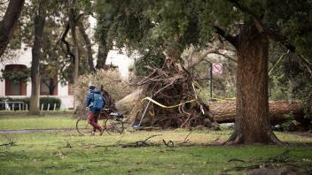 Biker near a fallen tree near Mrak Hall