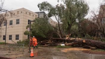 A large fallen tree on campus
