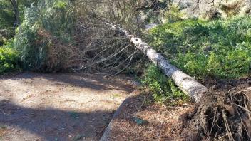 Downed tree in the Arboretum