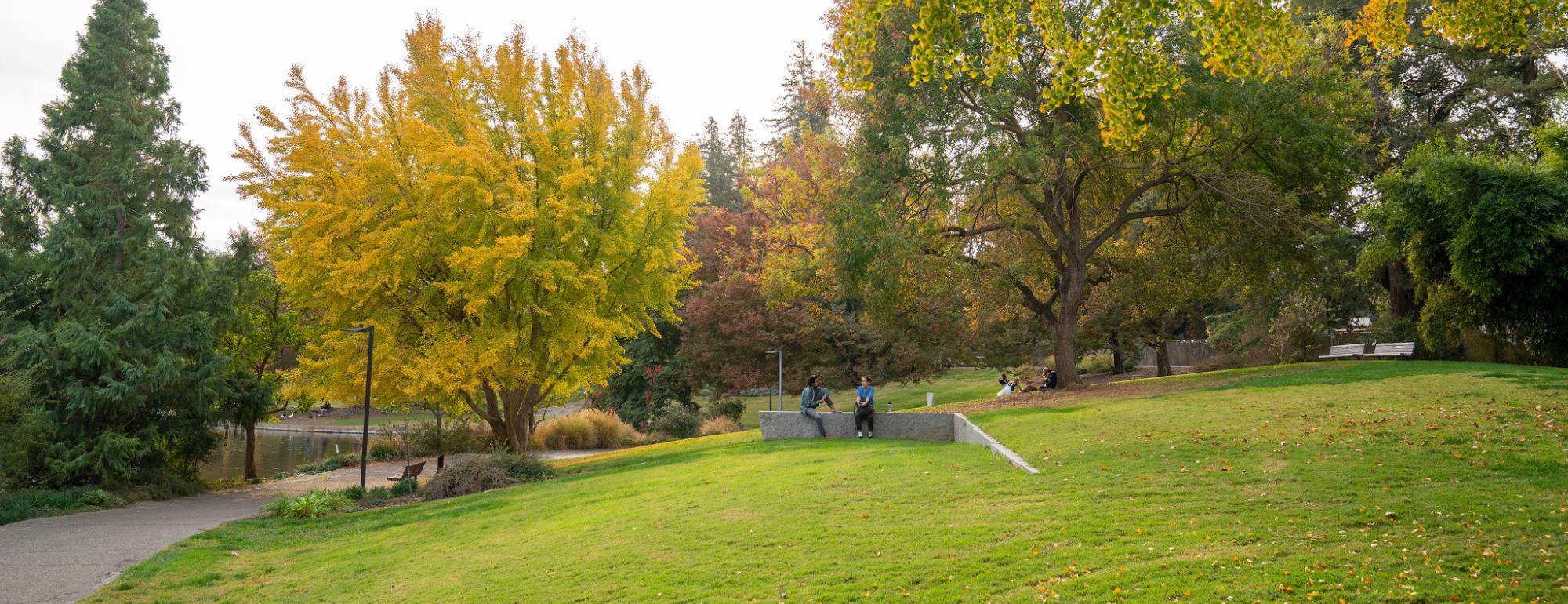 Image of the East Asian Collection in the UC Davis Arboretum during fall. 