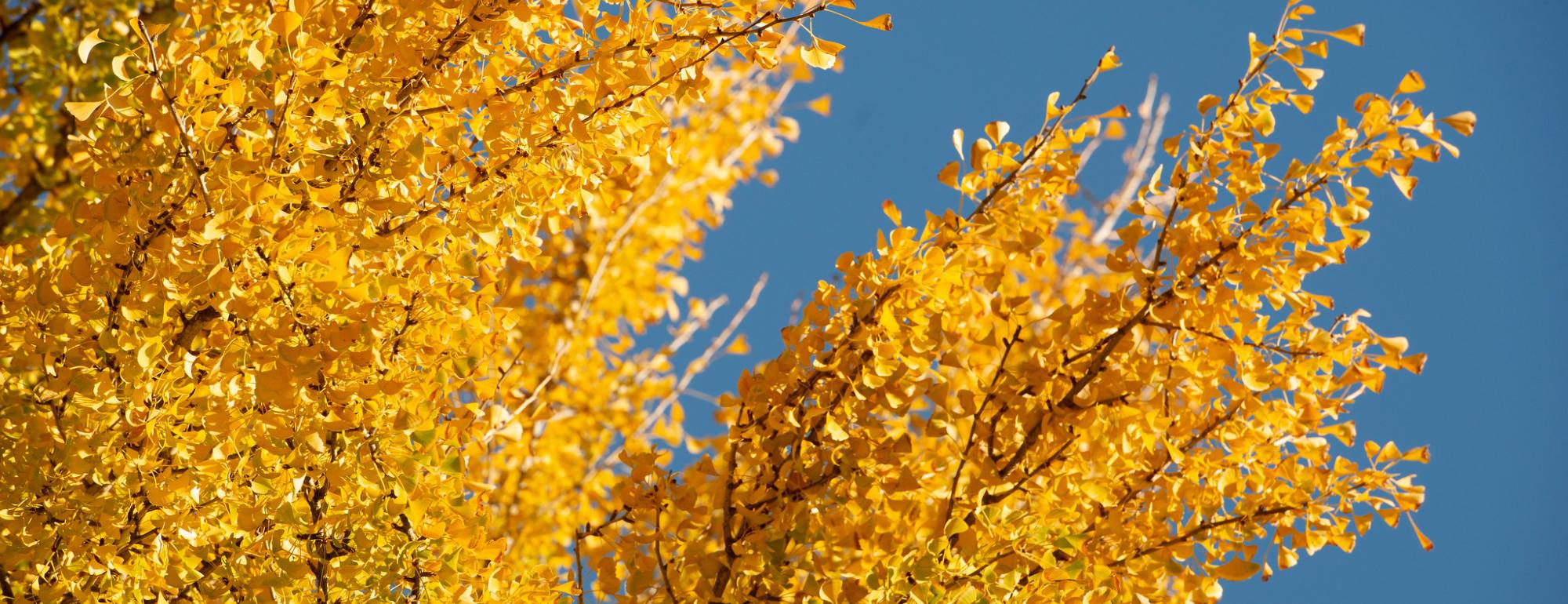 Yellow leaves on a gingko tree