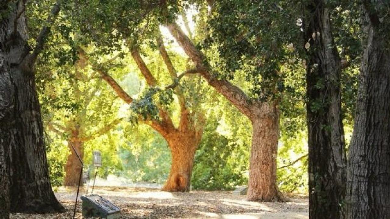 Peter J Shields Oak Grove Uc Davis Arboretum And Public Garden