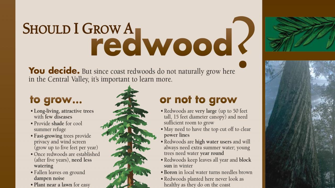 Image of an exhibit sign in the UC Davis Arboretum about growing redwoods.