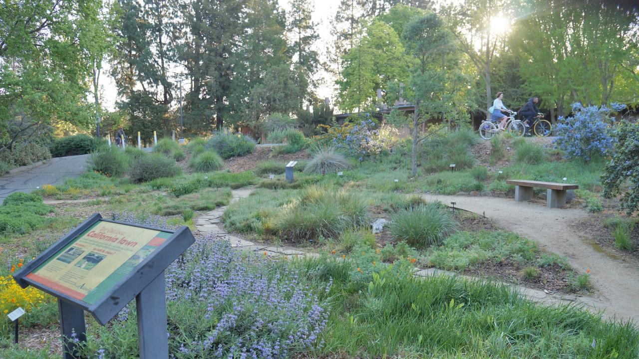Plantes indigènes de la Californie Aménagement paysager