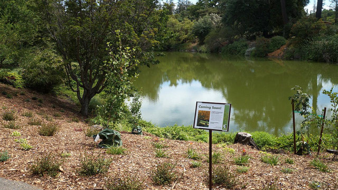 Our campus’s Sea of Cortez memorial has moved from a site on the west end of the Arboretum to this location on Lake Spafford. Sea of Cortez memorial