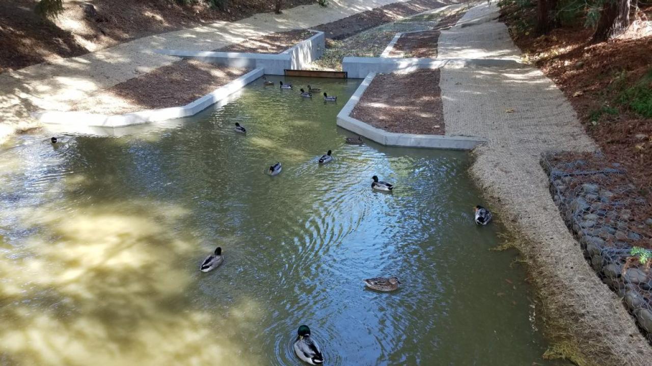Arboretum Waterway with ducks