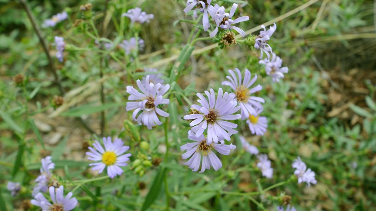 8 Summer-blooming Plants