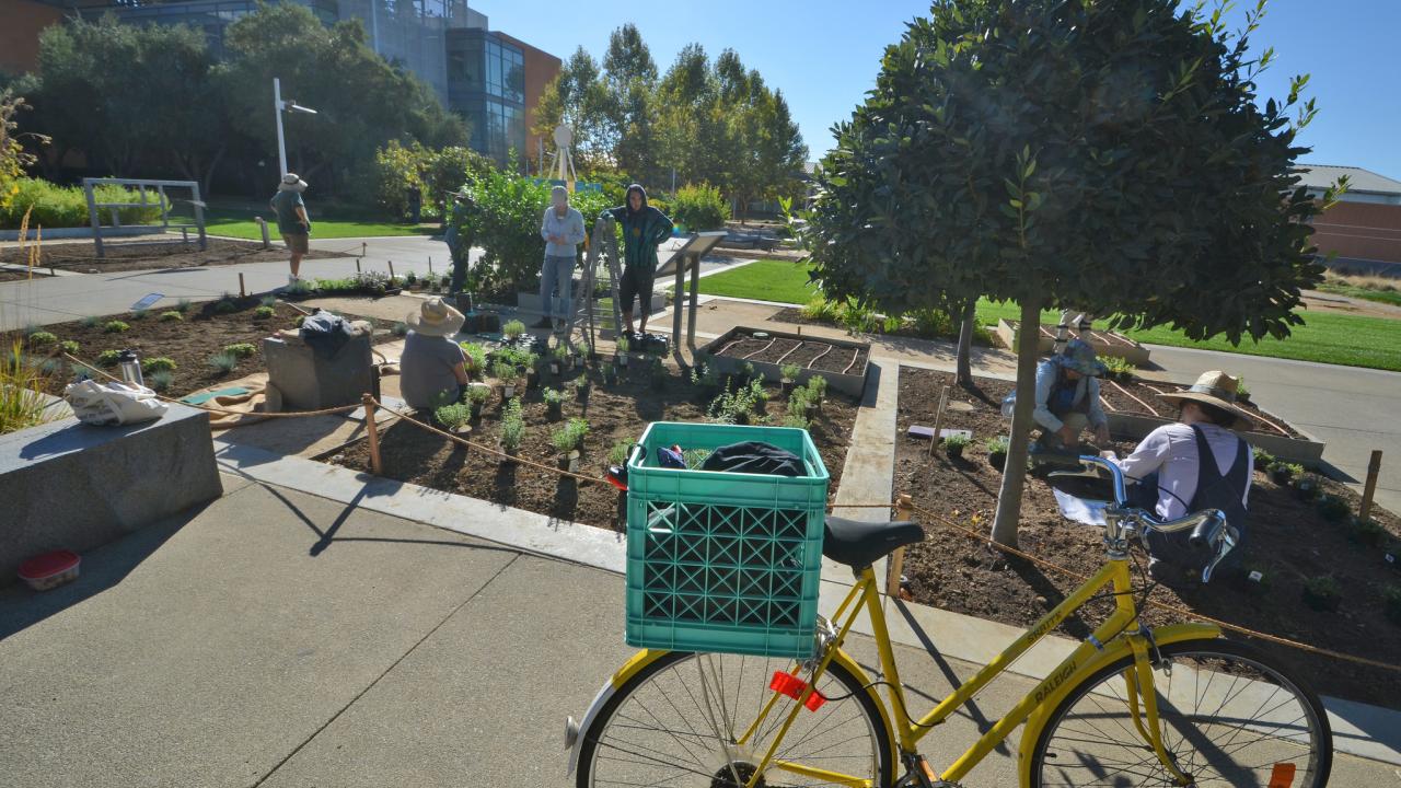Fall 2018 Good Life Garden perennial plant list | UC Davis ...