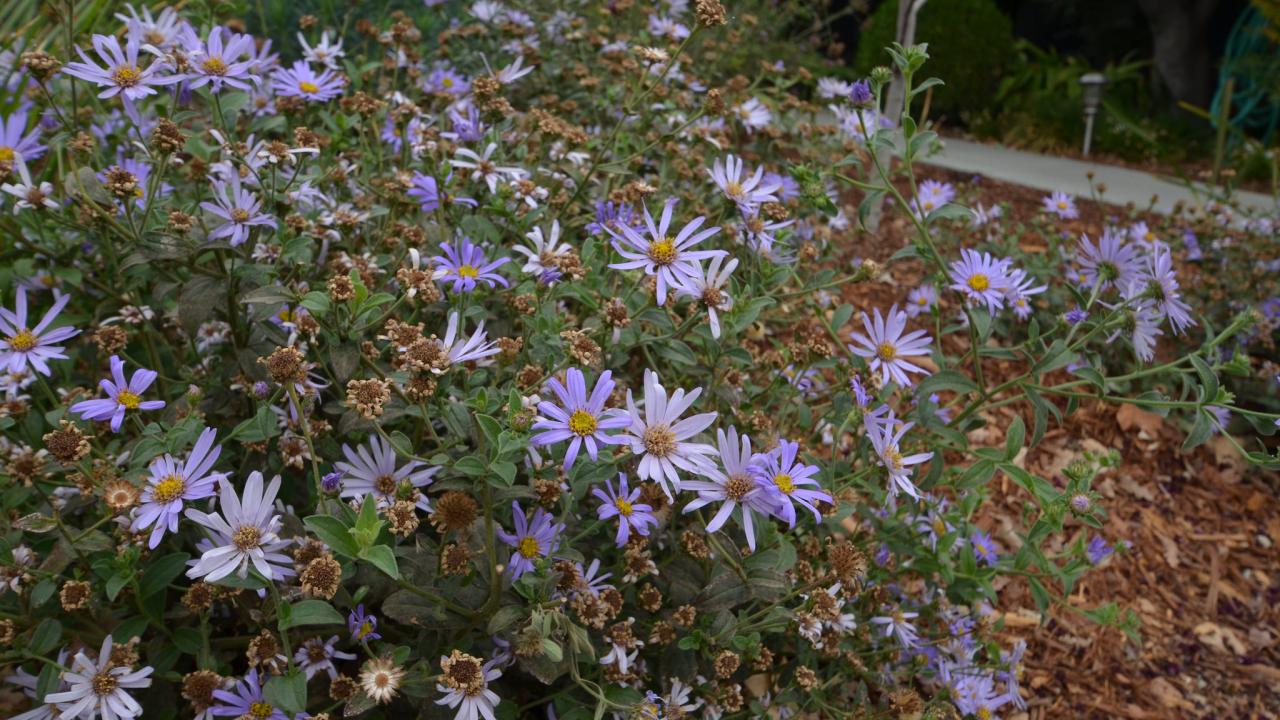 Image of asters.
