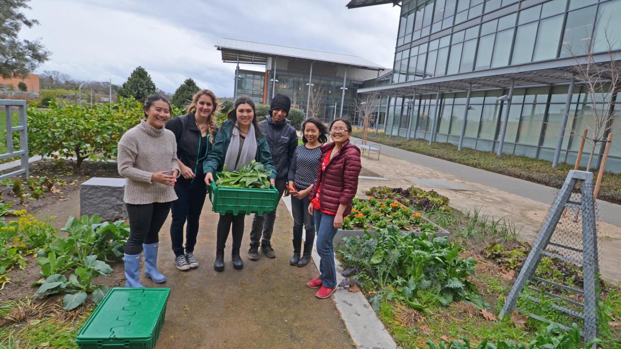 Image of students preparing to donate their Good Life Garden harvest to The Pantry.