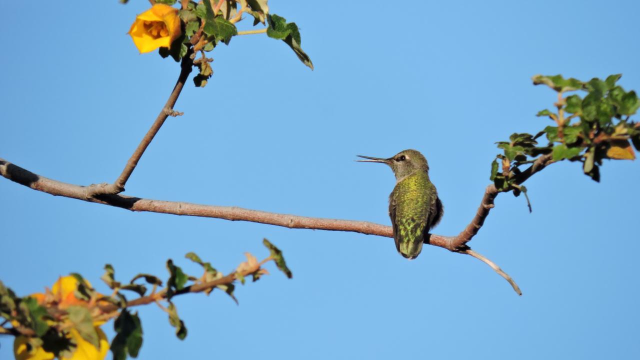 Image of hummingbird in the UC Davis Arboretum and Public Garden